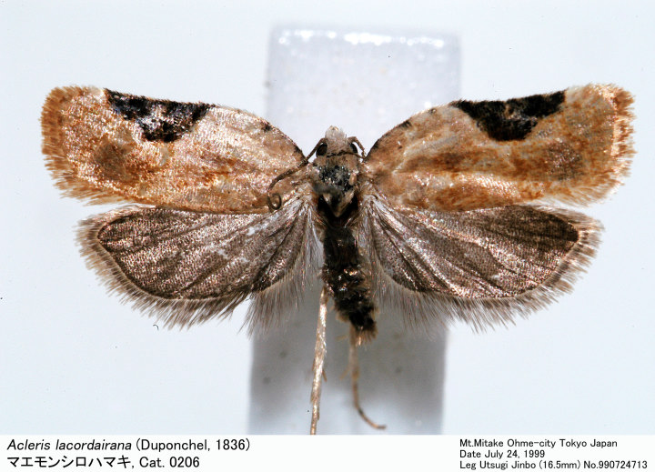 Acleris_lacordairana_990724713.jpg